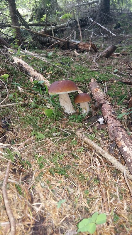 hríb smrekový Boletus edulis Bull.