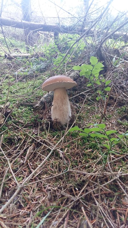 hríb smrekový Boletus edulis Bull.