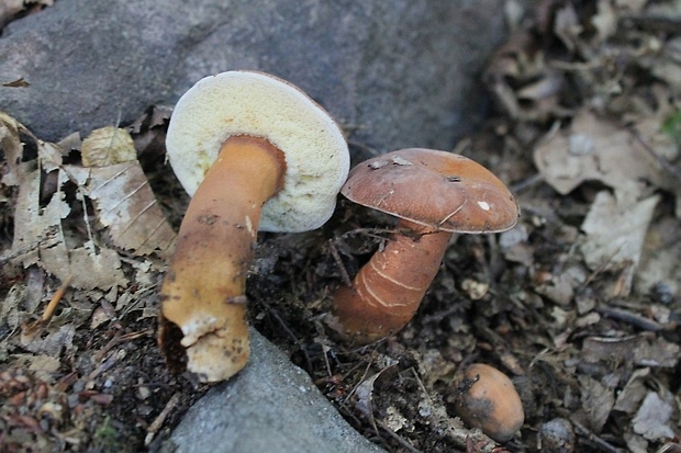 hríbnik gaštanovohnedý Gyroporus castaneus (Bull.) Quél.