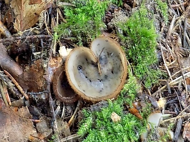 humária polguľovitá Humaria hemisphaerica (F.H. Wigg.) Fuckel