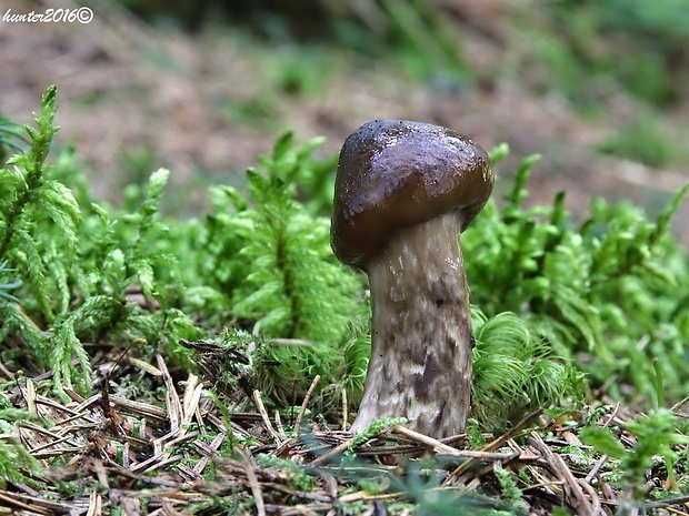 šťavnačka olivovohnedá Hygrophorus olivaceoalbus (Fr.) Fr.