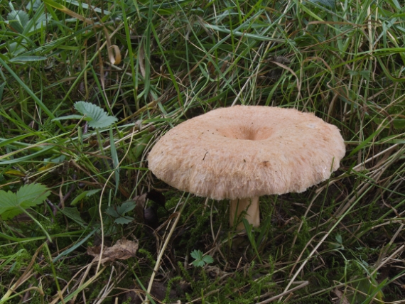 rýdzik nádherný Lactarius repraesentaneus Britzelm.