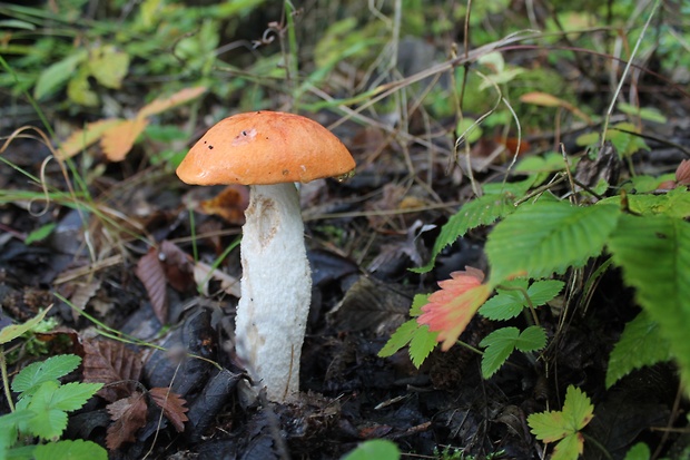 kozák osikový Leccinum albostipitatum den Bakker & Noordel.