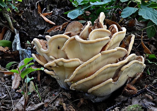 vejárovec obrovský Meripilus giganteus (Pers.) P. Karst.