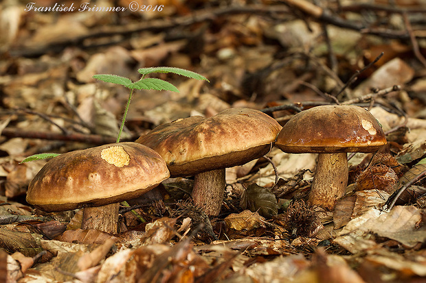 hríb zrnitohlúbikový Sutorius luridiformis (Rostk.) G. Wu & Zhu L. Yang