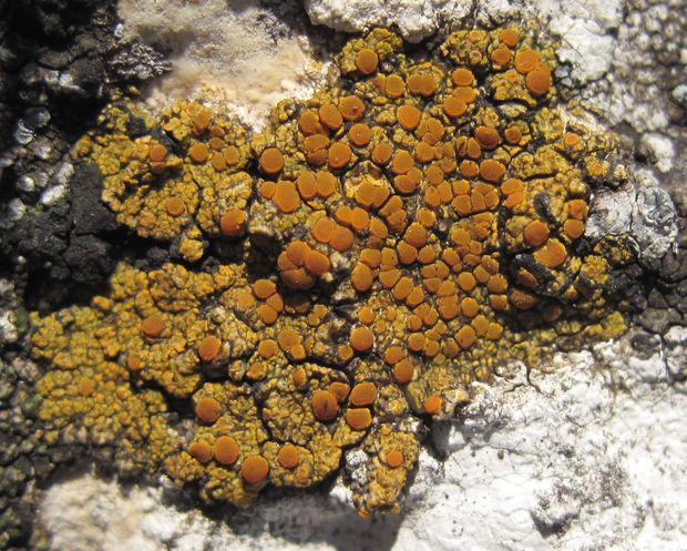 krásnica Variospora dolomiticola (Hue) Arup, Søchting & Frödén