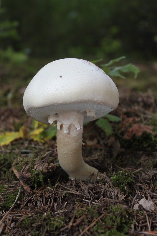 pečiarka Agaricus sp.