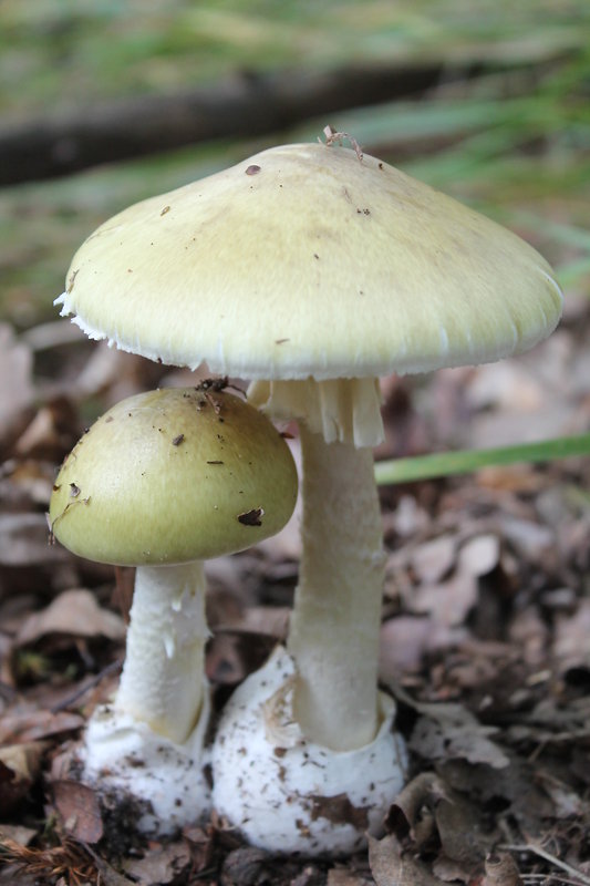 muchotrávka zelená Amanita phalloides (Vaill. ex Fr.) Link