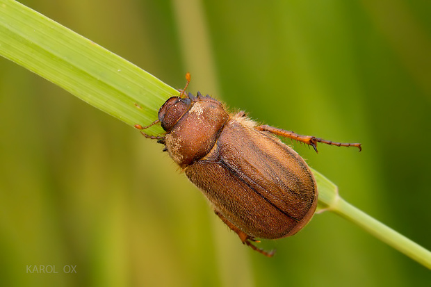 chrúst Amphimallon assimile