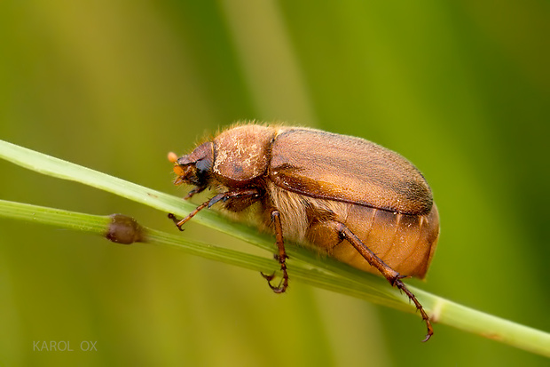 chrúst Amphimallon assimile