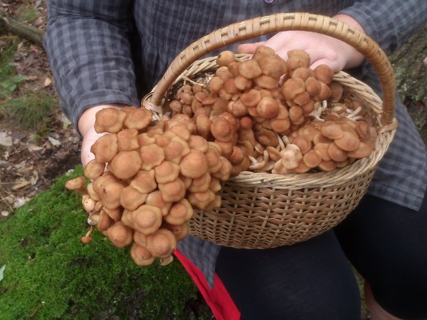 podpňovka bezprsteňová Armillaria socialis (DC.) Fayod