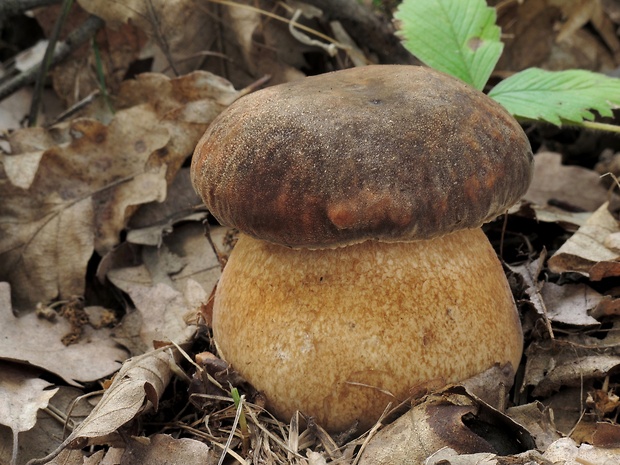 hríb bronzový Boletus aereus Bull. ex Fr.