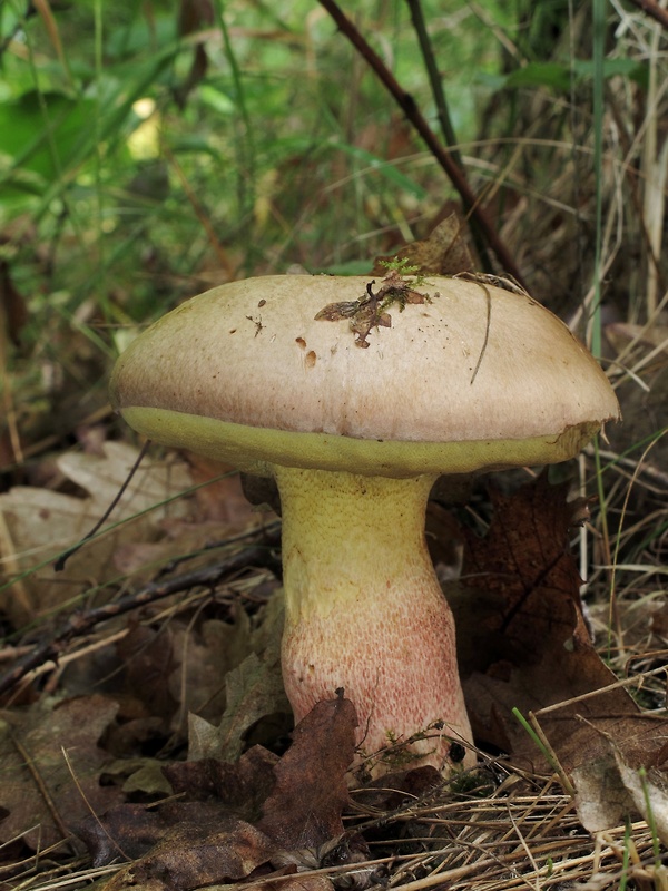 hríb striebristý Butyriboletus fechtneri (Velen.) D. Arora & J.L. Frank