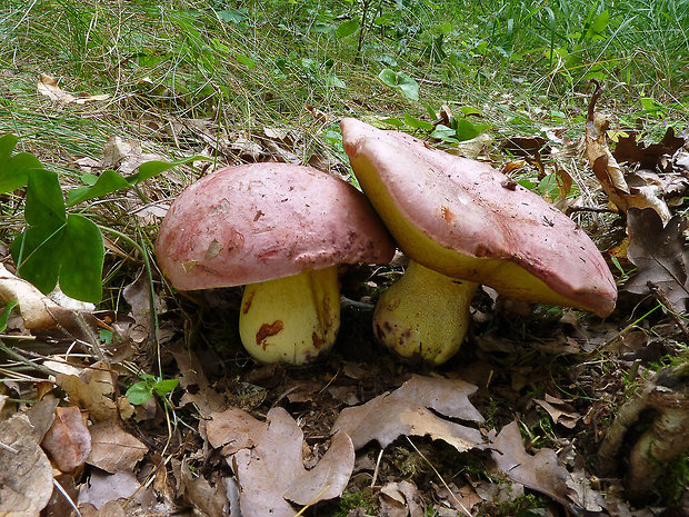 hríb kráľovský Butyriboletus regius (Krombh.) D. Arora & J.L. Frank