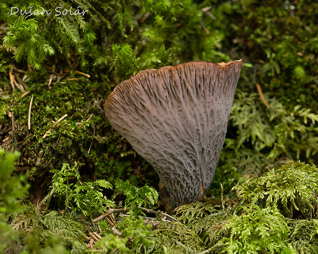 lievikovec kyjakovitý Gomphus clavatus (Pers.) Gray