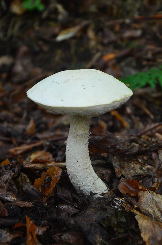 kozák belostný Leccinum percandidum (Vassilkov) Watling