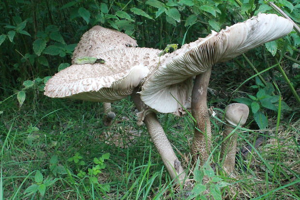 bedľa vysoká Macrolepiota procera (Scop.) Singer