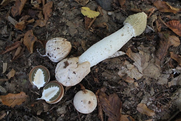 hadovka smradľavá Phallus impudicus L.