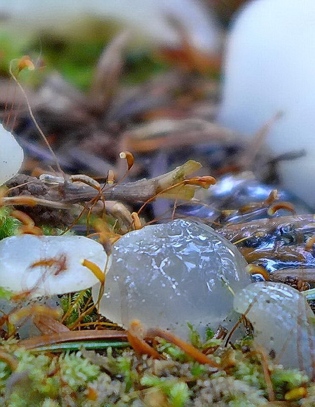 pajelenka želatínová Pseudohydnum gelatinosum (Scop.) P. Karst.