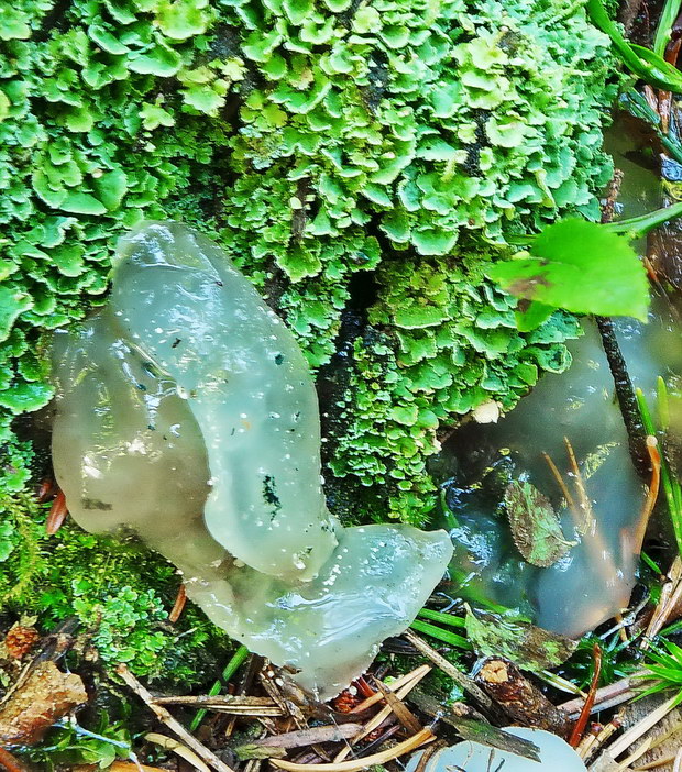 pajelenka želatínová Pseudohydnum gelatinosum (Scop.) P. Karst.