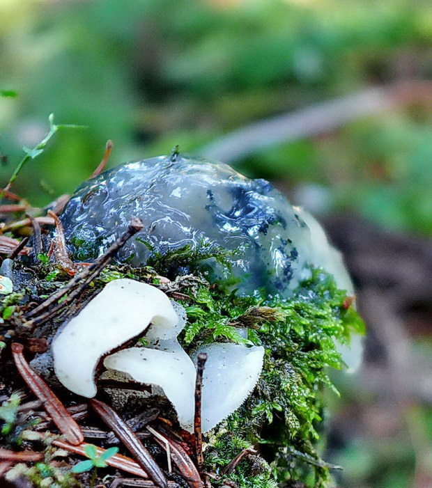 pajelenka želatínová Pseudohydnum gelatinosum (Scop.) P. Karst.