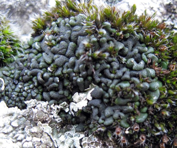 riasanka obyčajná Toninia sedifolia (Scop.) Timdal