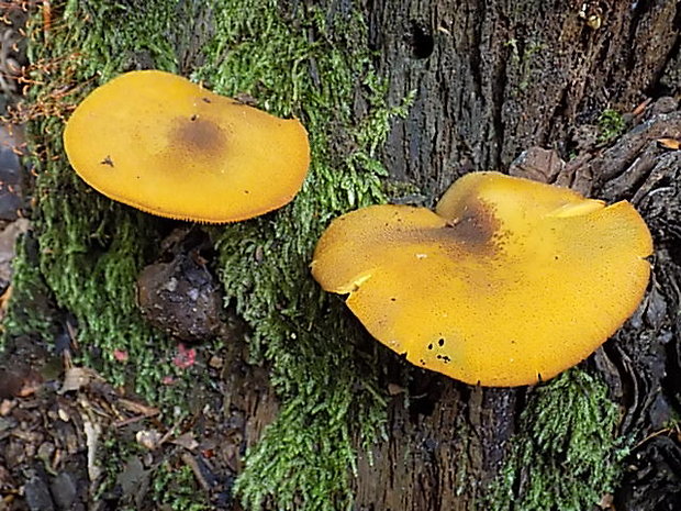 čírovec ozdobný Tricholomopsis decora (Fr.) Singer