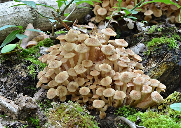 podpňovka bezprsteňová Armillaria socialis (DC.) Fayod