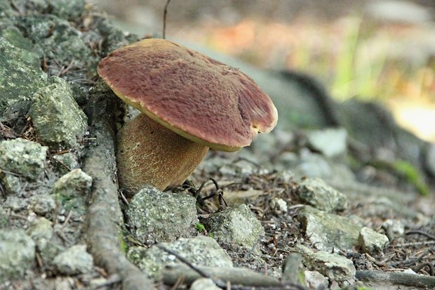 hríb sosnový Boletus pinophilus Pil. et Dermek in Pil.