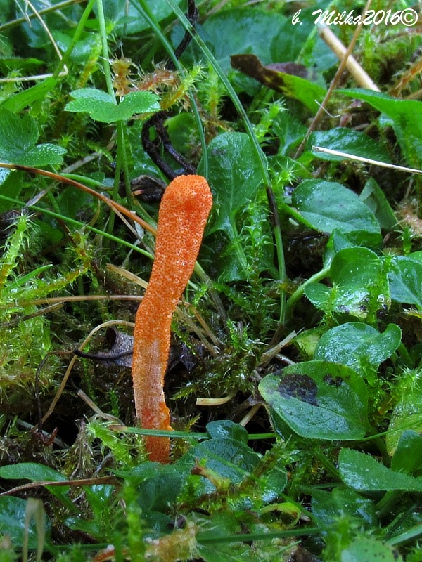 žezlovka hmyzová Cordyceps militaris (Fr.) Link