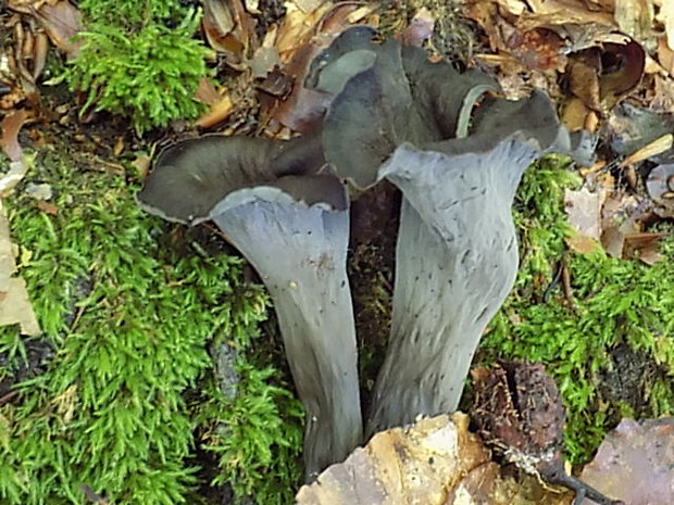 lievik trúbkovitý Craterellus cornucopioides (L.) Pers.