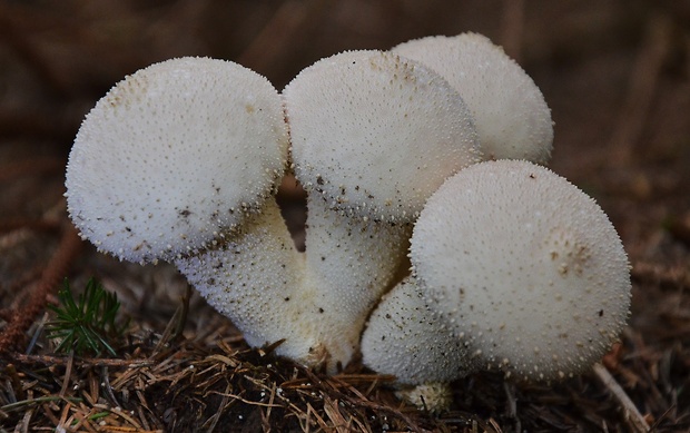 prášnica bradavičnatá Lycoperdon perlatum Pers.