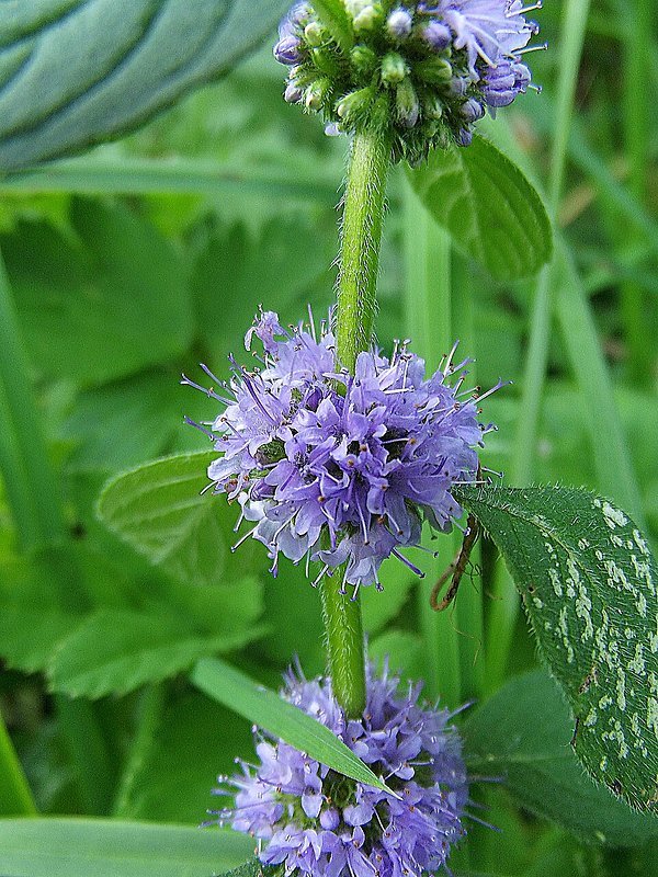 mäta vodná Mentha aquatica L.