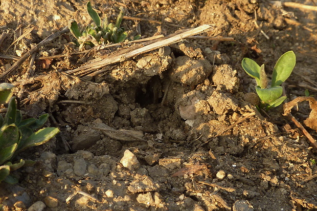 stopkovec Tulostoma cyclophorum Lloyd