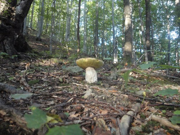 hríb smrekový Boletus edulis Bull.