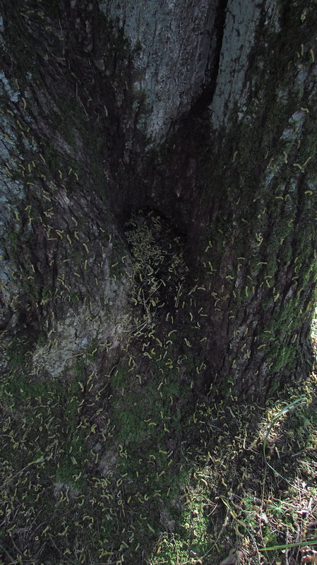 hrebenárka borovicová   Diprion pini
