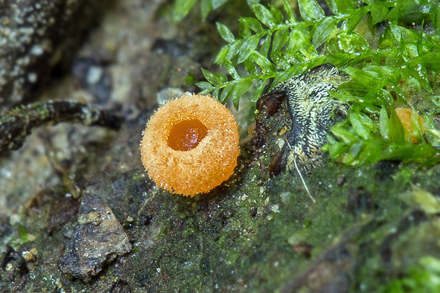 tanierovka Aleuria sp.