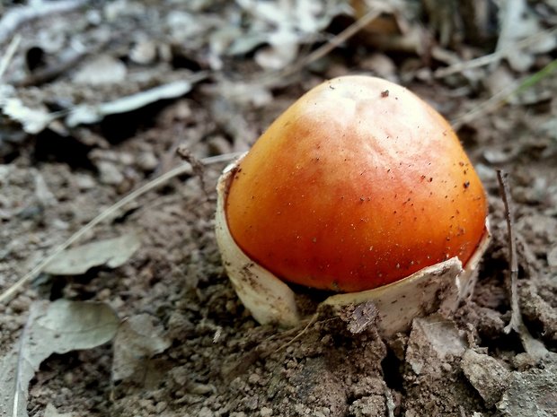 muchotrávka cisárska Amanita caesarea (Scop.) Pers.