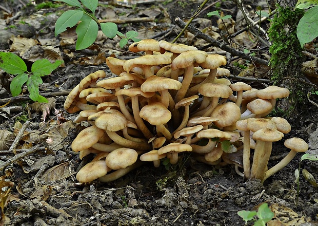 podpňovka bezprsteňová Armillaria socialis (DC.) Fayod