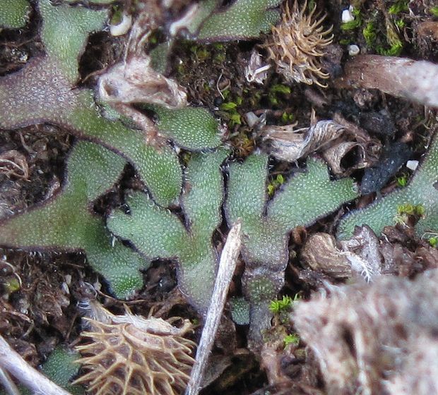 šticovka Asterella saccata (Wahlenb.) A. Evans