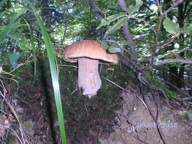 hríb smrekový Boletus edulis Bull.