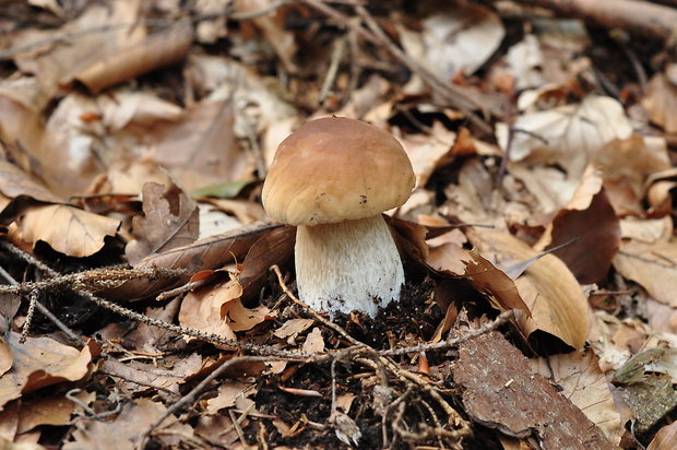 hríb dubový Boletus reticulatus Schaeff.