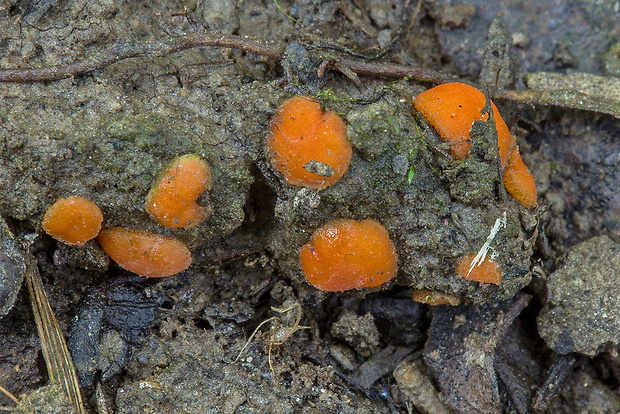 lajnovec Cheilymenia sp.