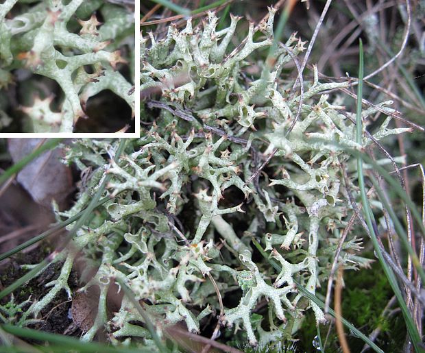 dutohlávka šidlovitá Cladonia uncialis subsp. uncialis (L.) Weber ex F.H. Wigg.