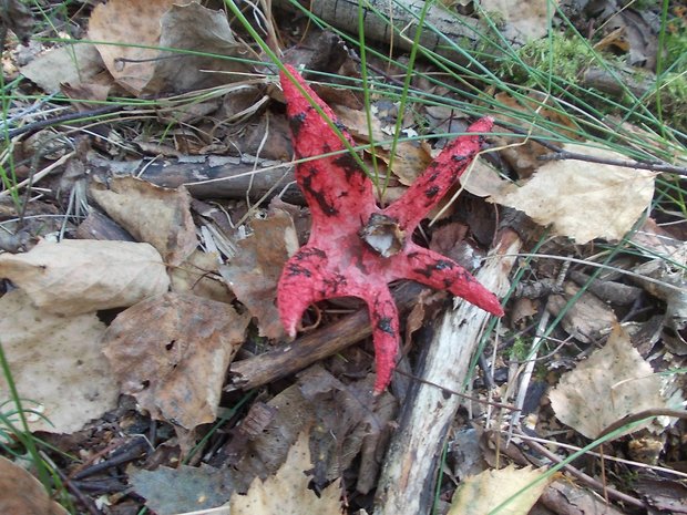 mrežovka kvetovitá Clathrus archeri (Berk.) Dring