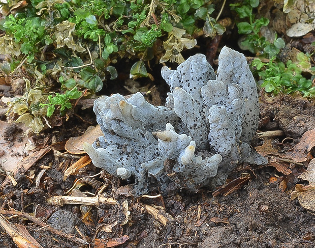 konárovka Clavulina sp. ?