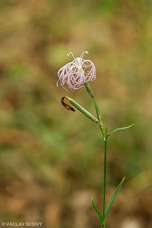 klinček pyšný pravý Dianthus superbus subsp. superbus