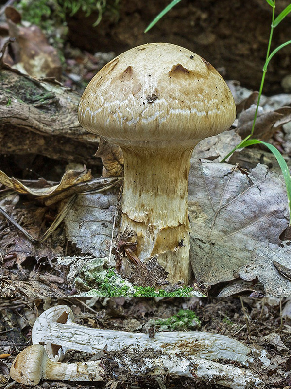 slzivka koreňujúca Hebeloma radicosum (Bull.) Ricken