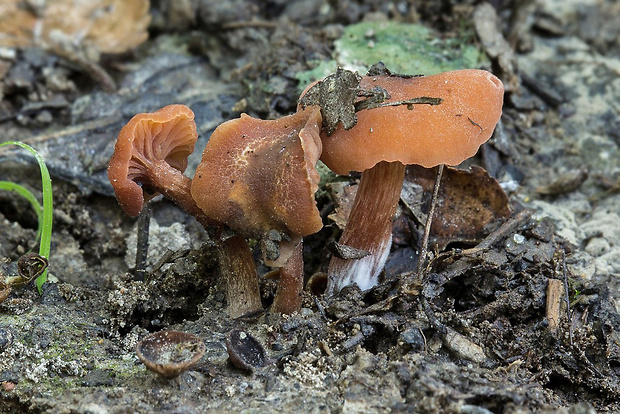 lakovka Laccaria sp.