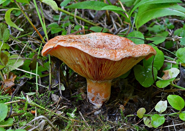 rýdzik oranžovokrvavý Lactarius semisanguifluus R. Heim & Leclair